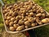 pommes de terre