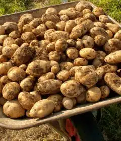 pommes de terre