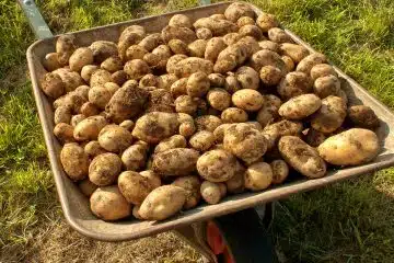 pommes de terre