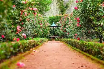 brown pathway between green plants