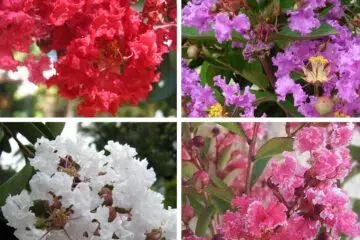 lagerstroemia