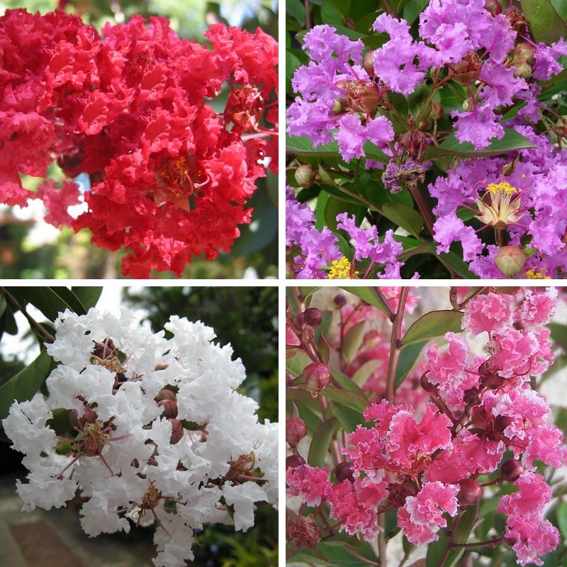 lagerstroemia