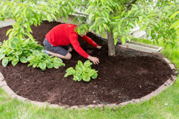potager
