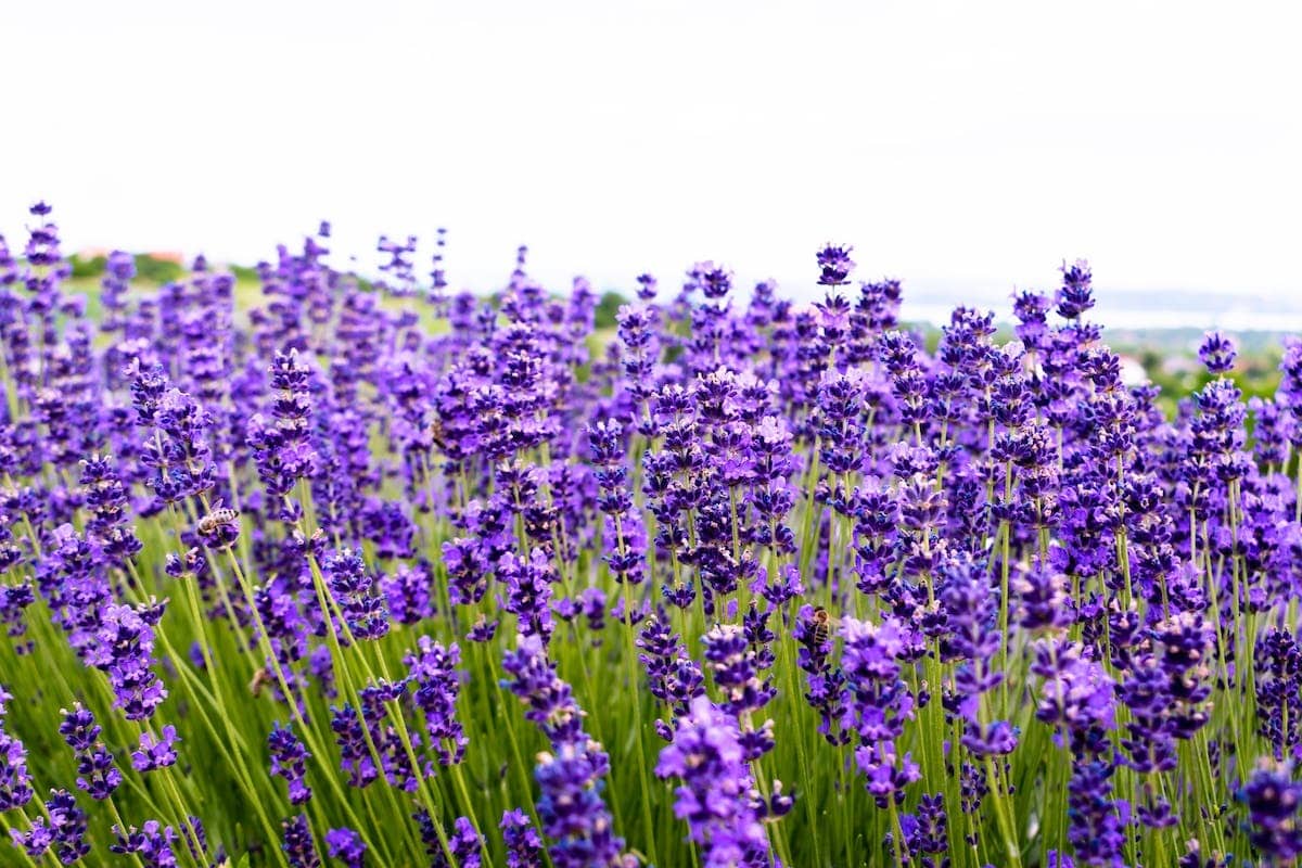 jardin aromatique