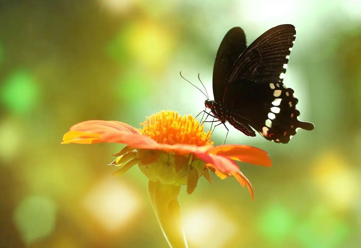 fleurs papillons