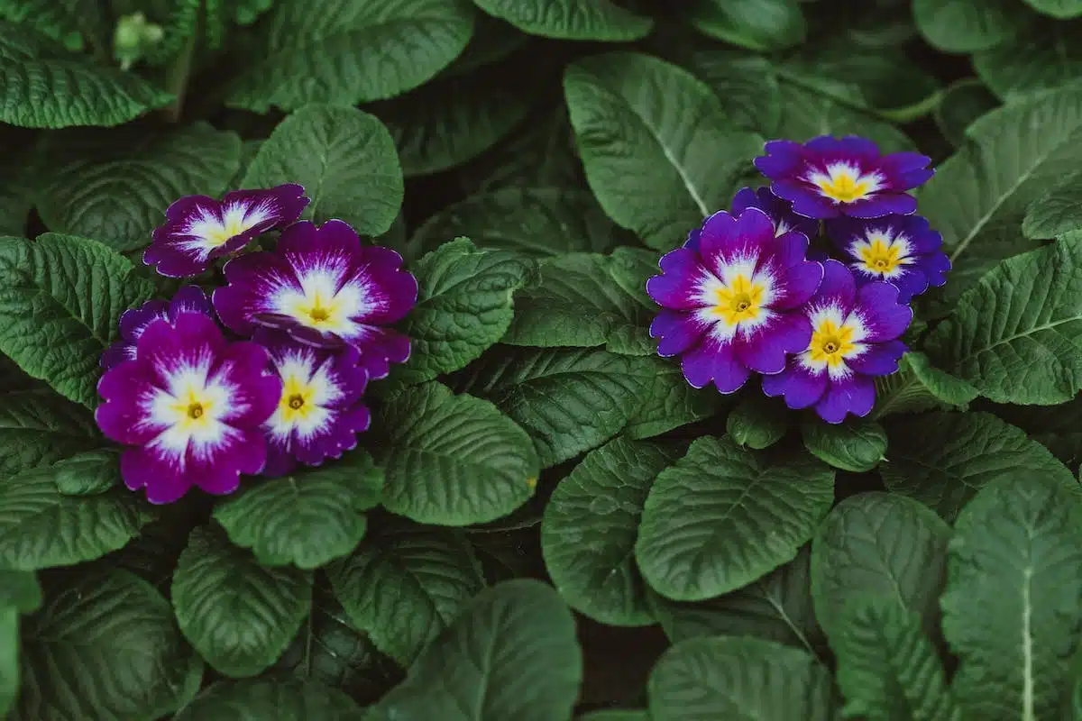 fleurs pérennes