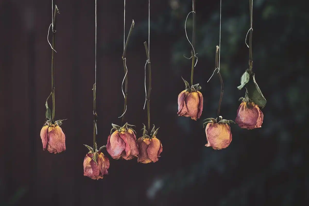 fleurs séchées