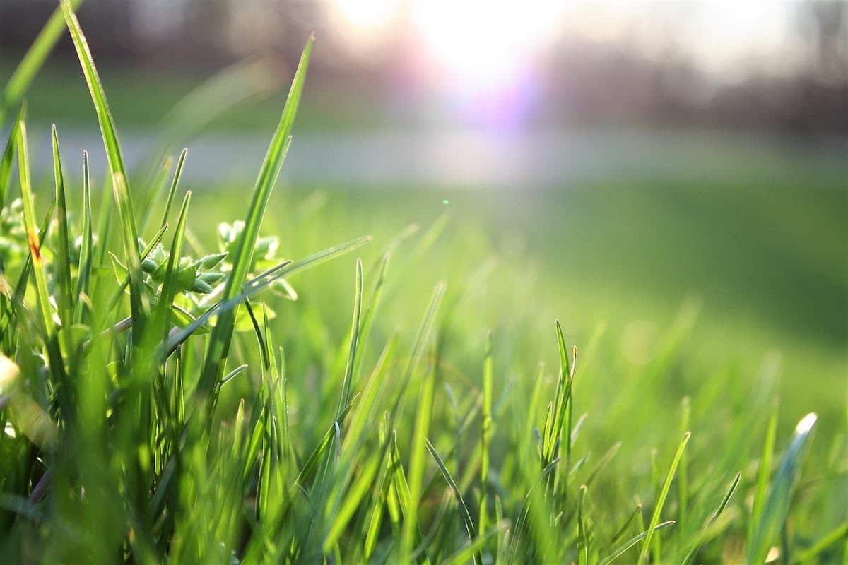 gazon  environnement