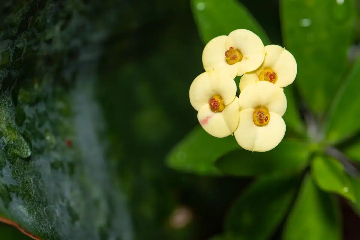 plantes odorantes