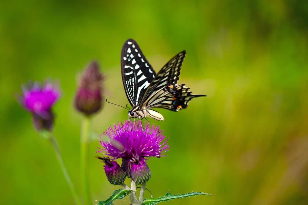 fleurs papillons