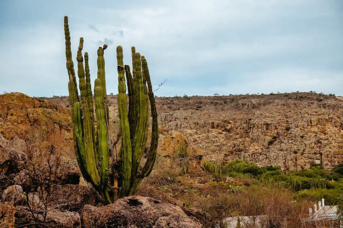 plantes arides