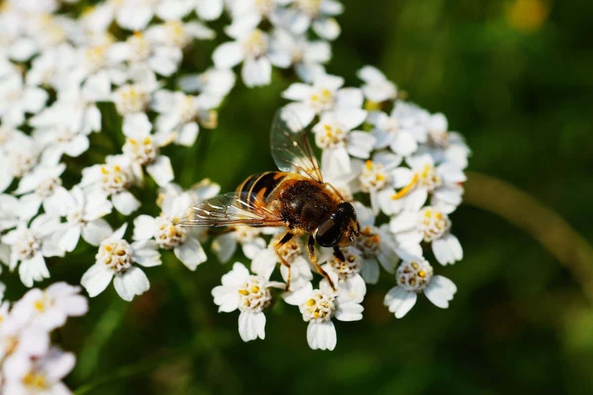 fleurs  abeilles
