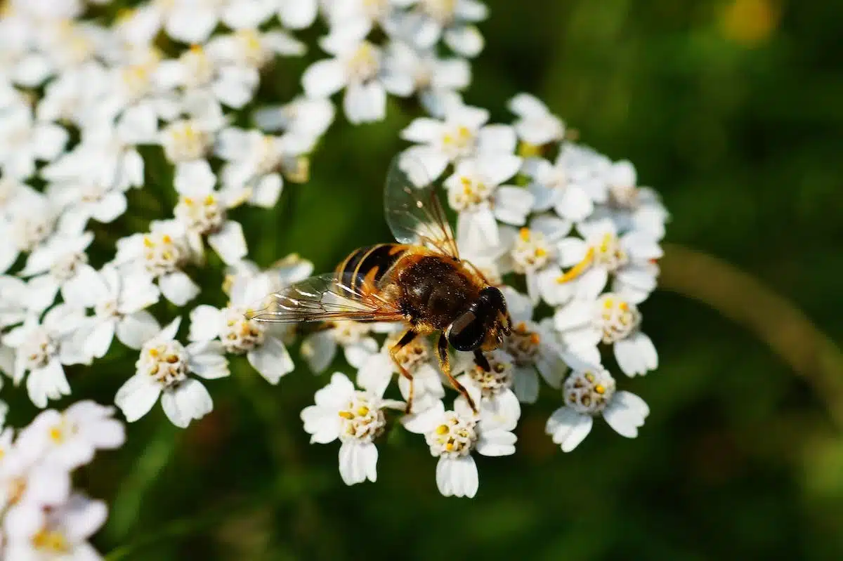 fleurs  abeilles