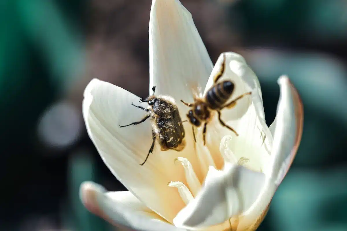 fleurs  insectes