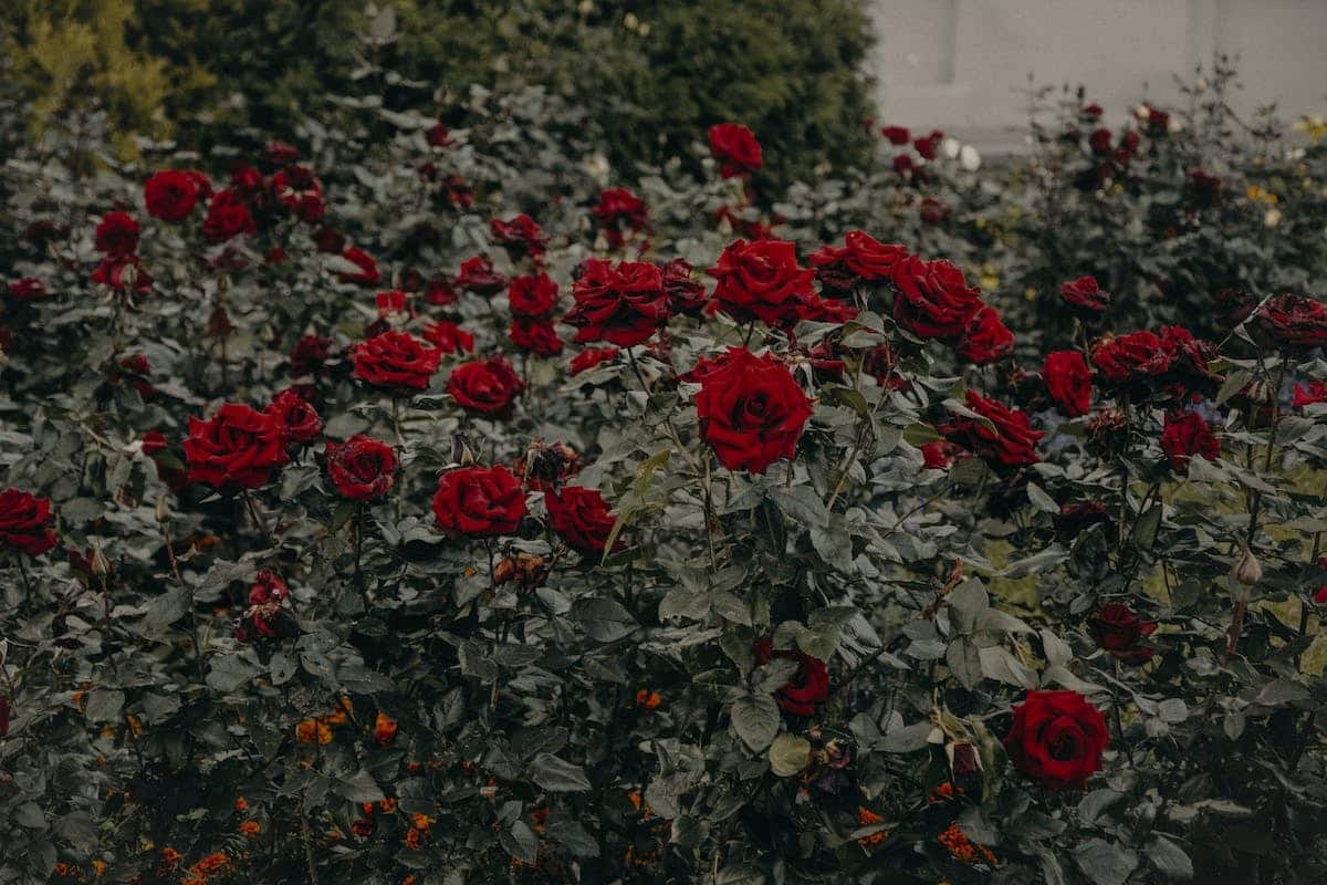 jardin roses