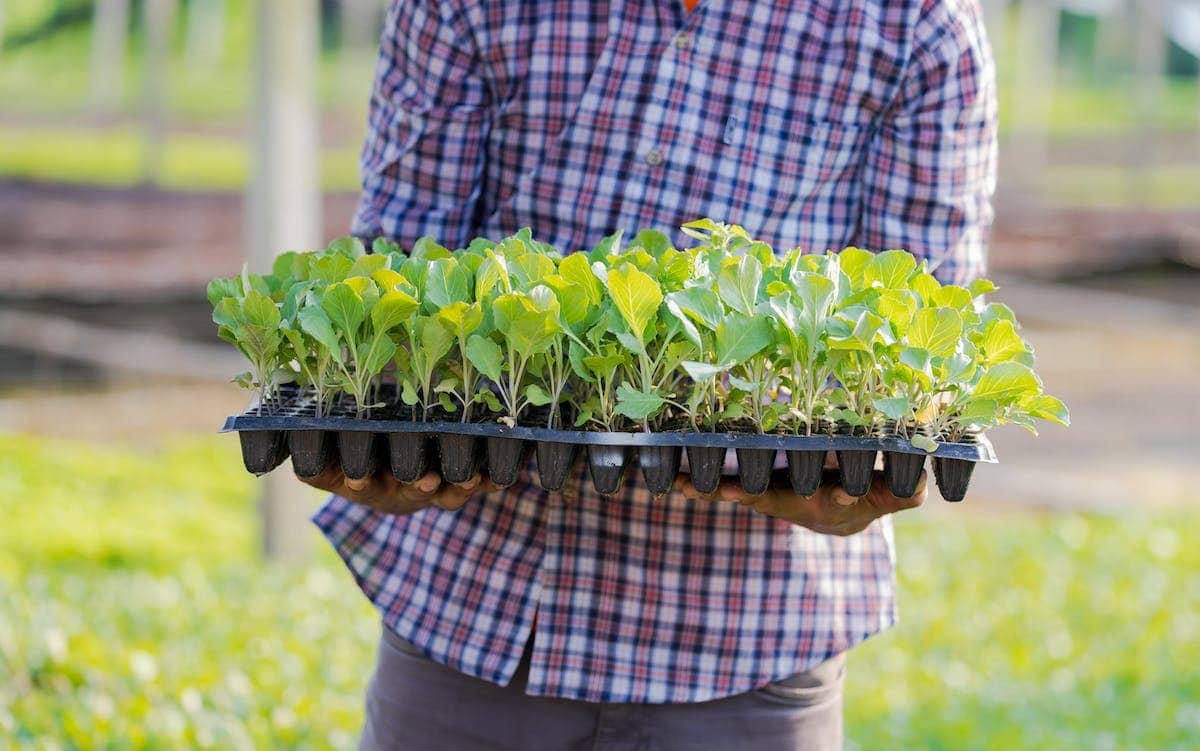 permaculture jardinage