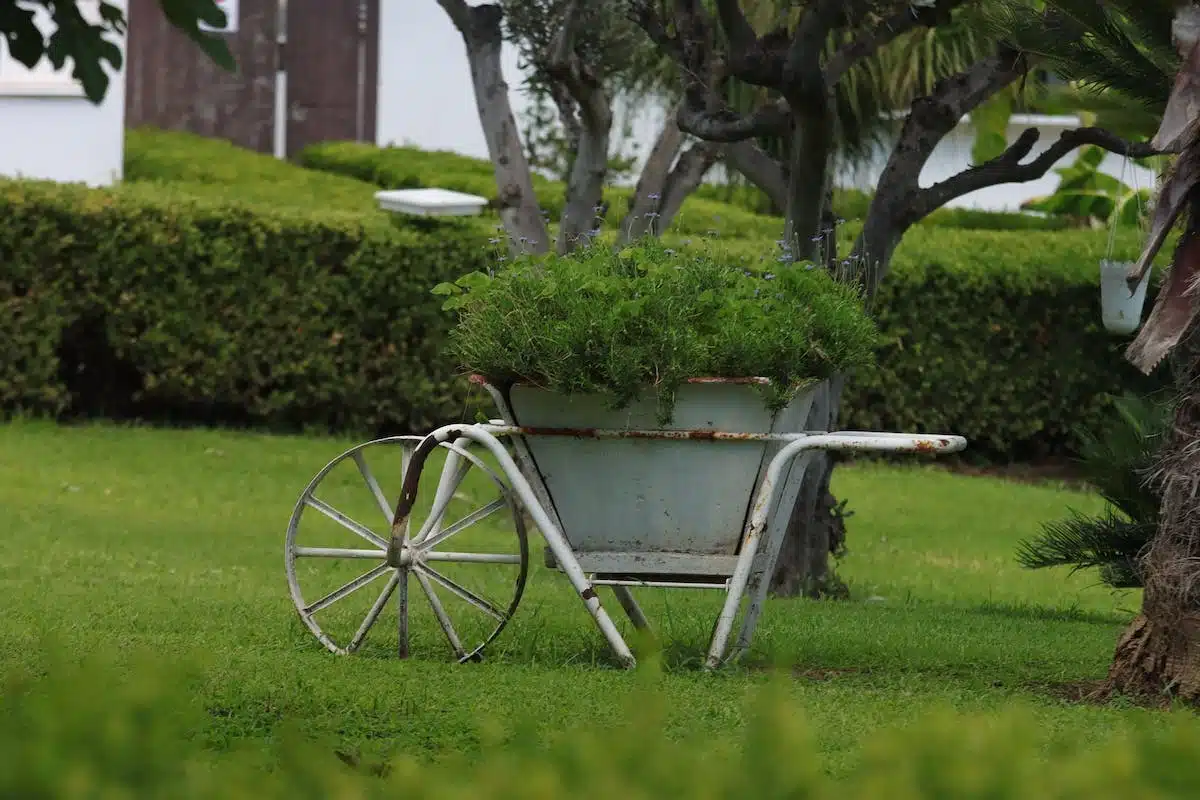 jardinage  été