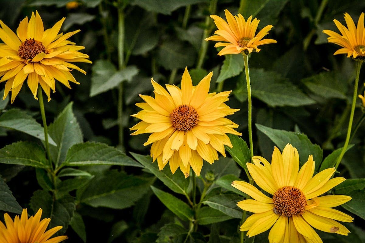 plantes vivaces