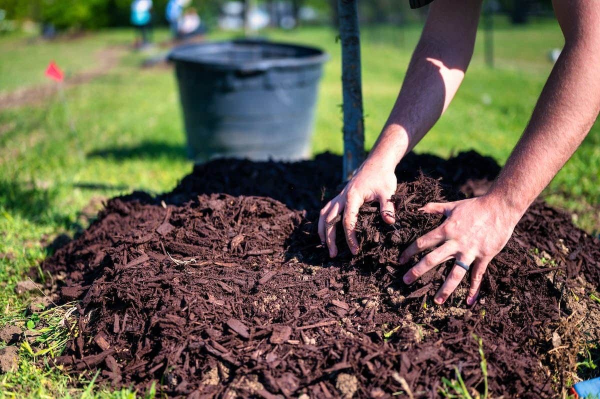 paillage potager