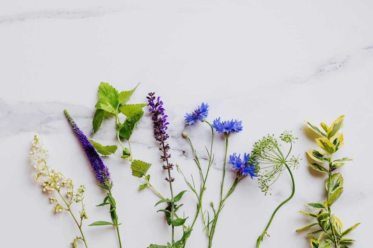 fleurs médicinales