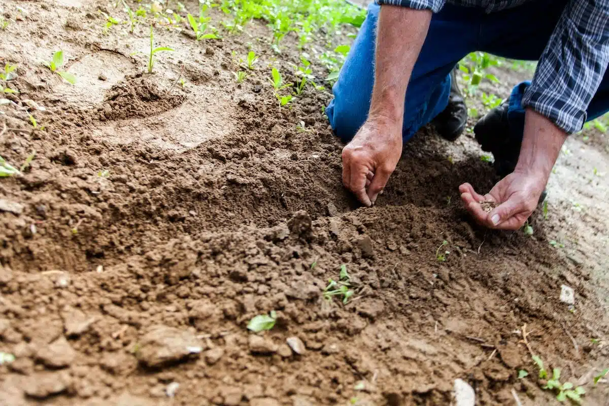 potager  préparation