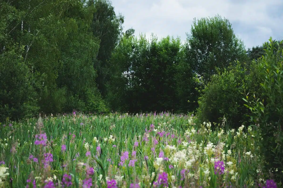 jardin florissant