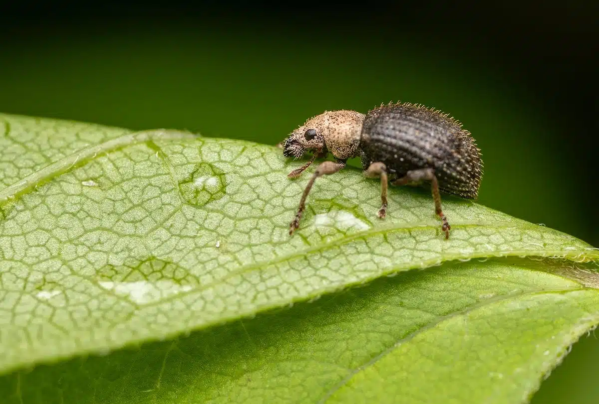 gazon  insectes