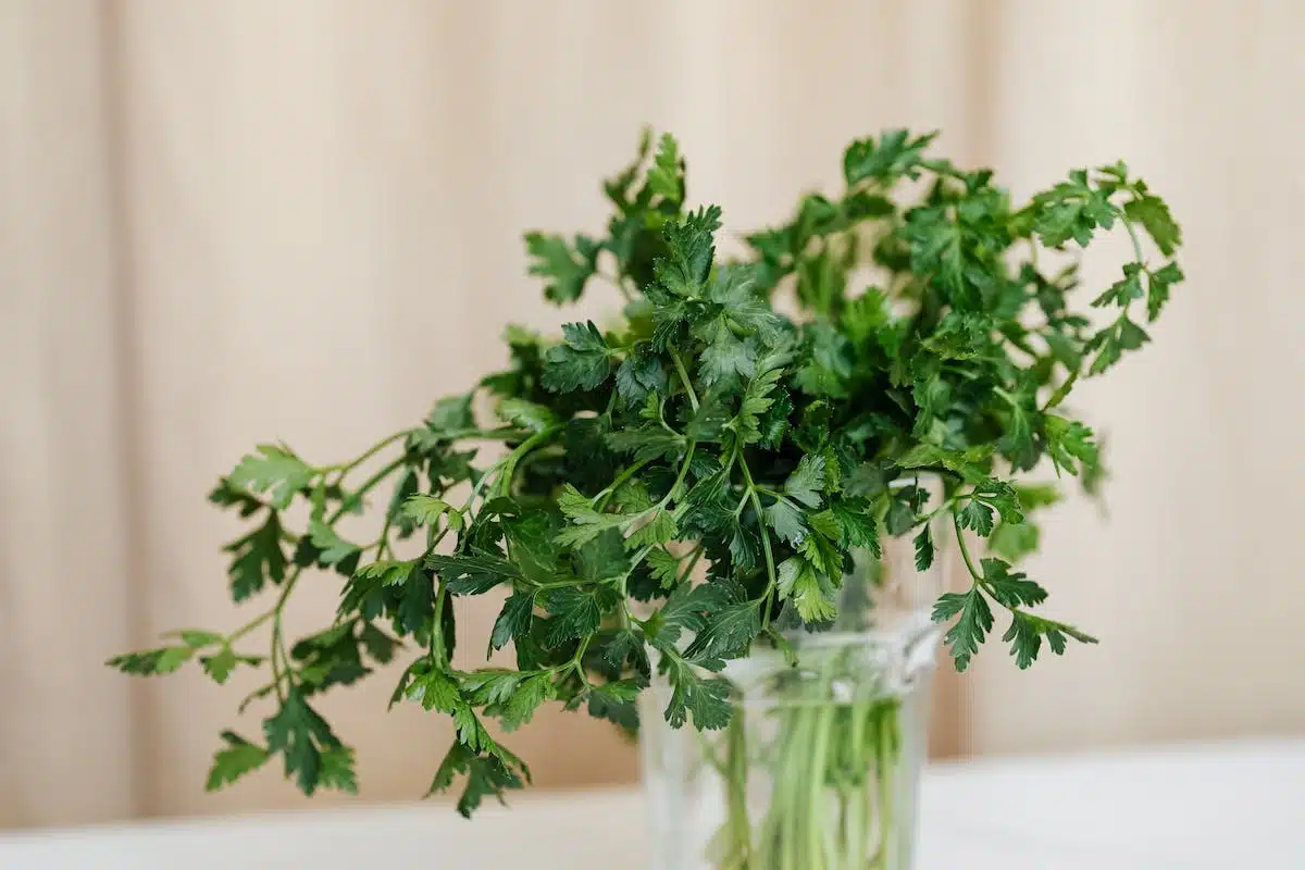 herbes aromatiques