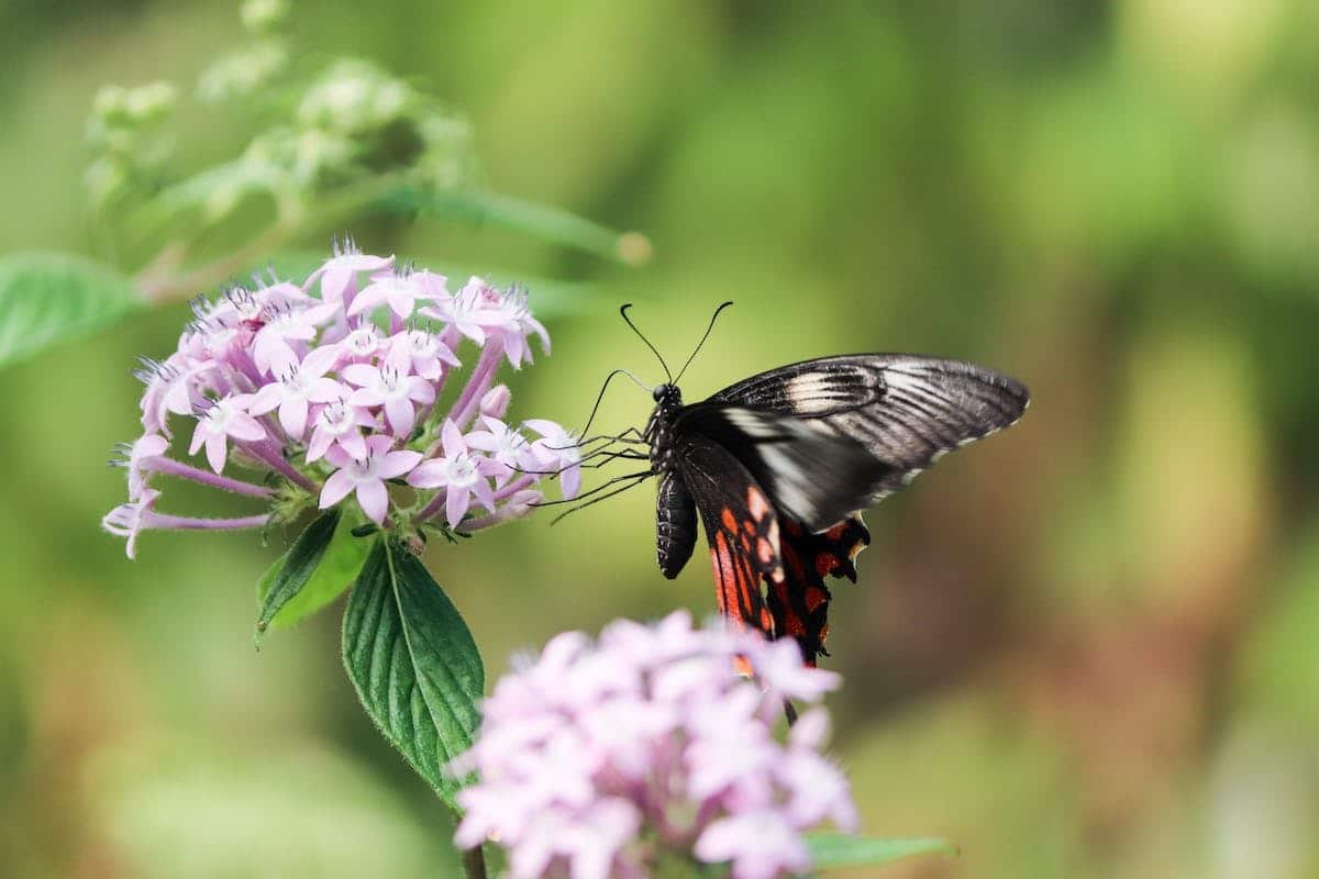 plantes papillons