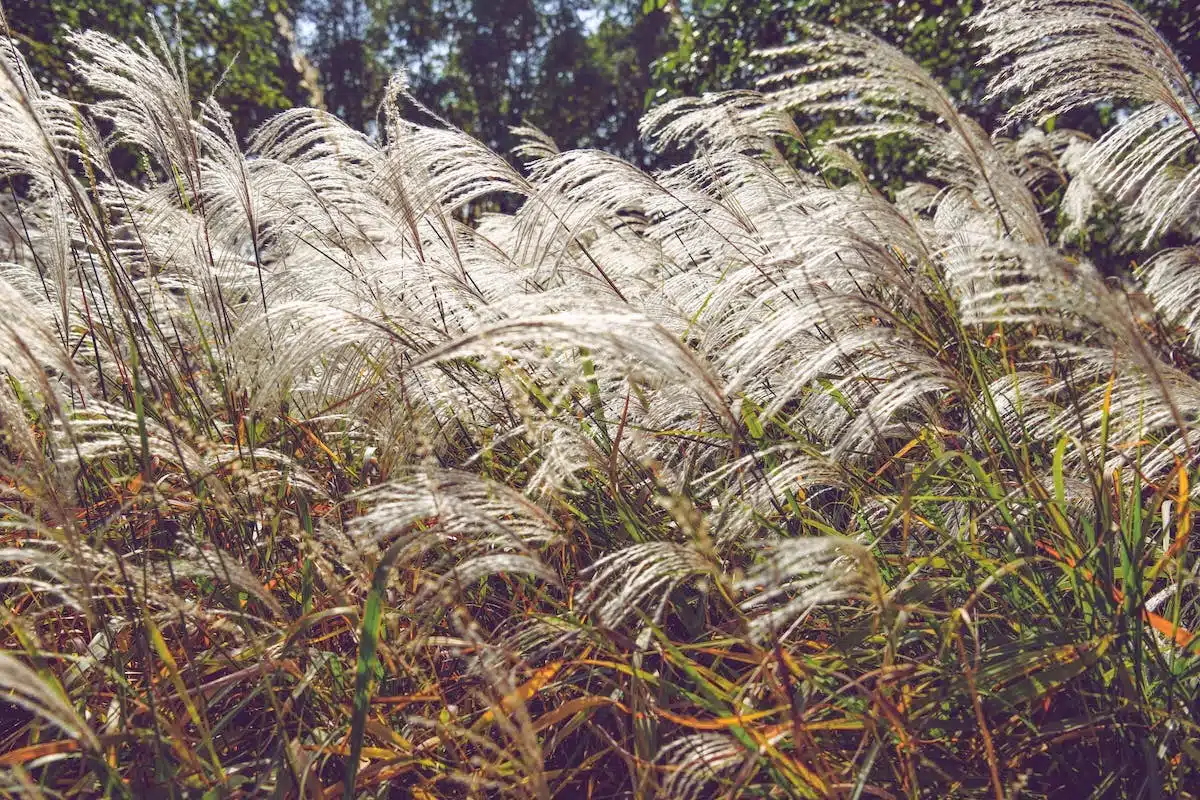 miscanthus sinensis