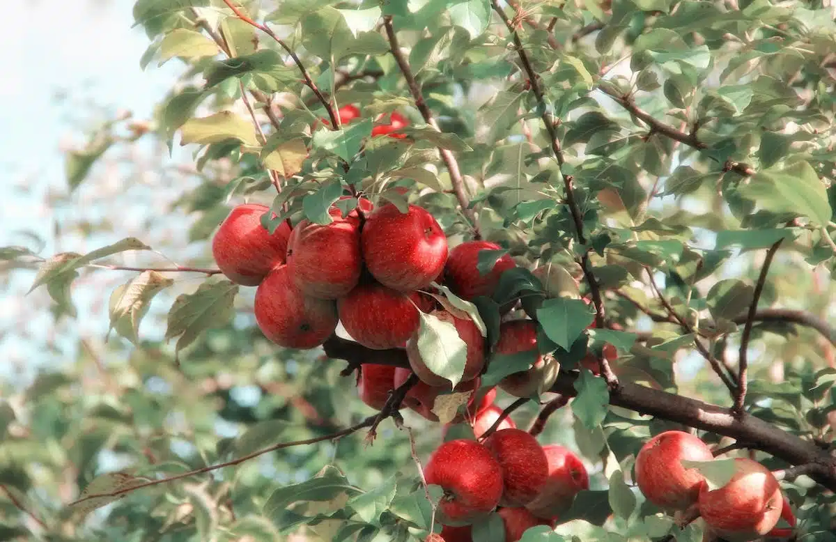 arbres fruitiers