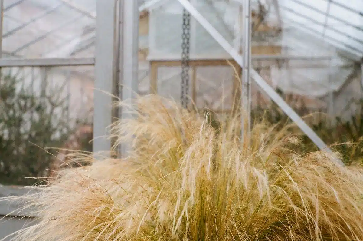 stipa tenuifolia