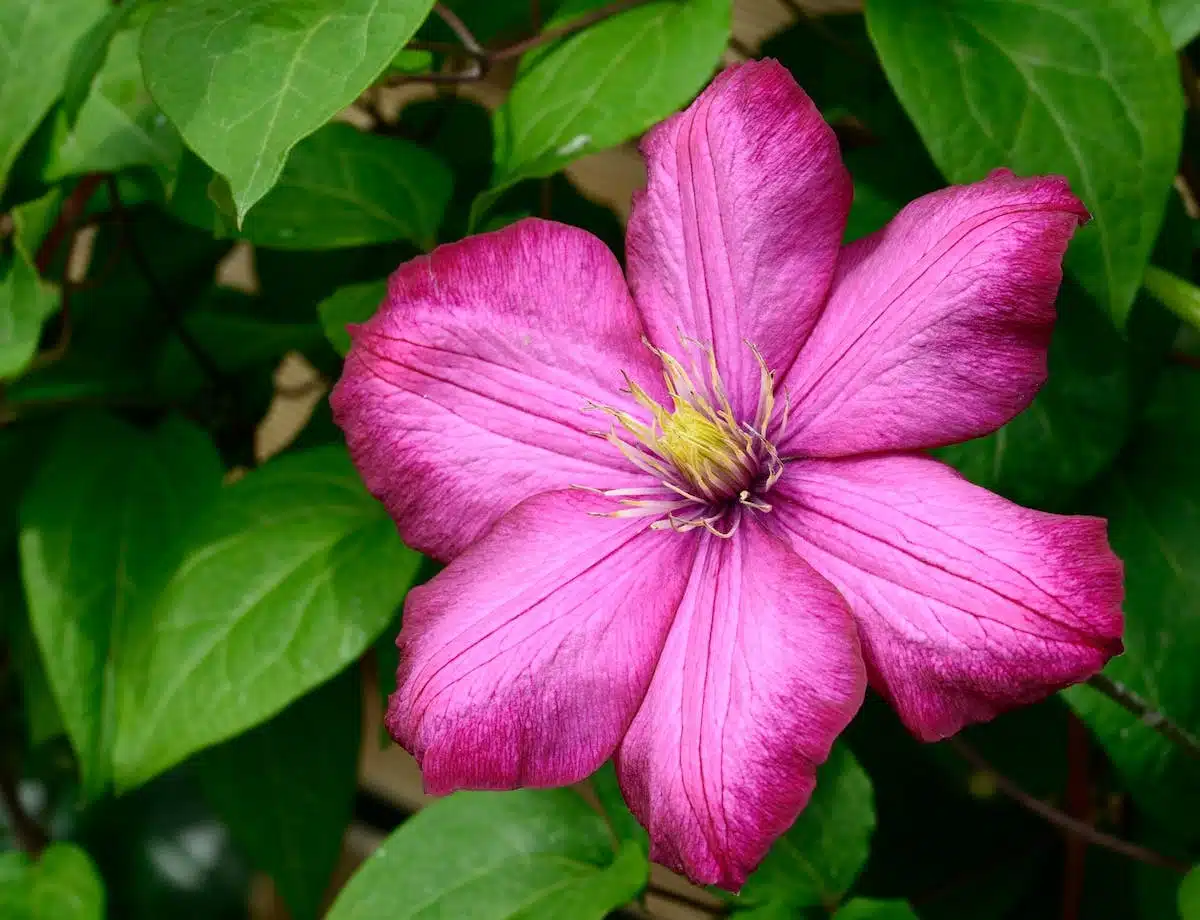 fleurs grimpantes