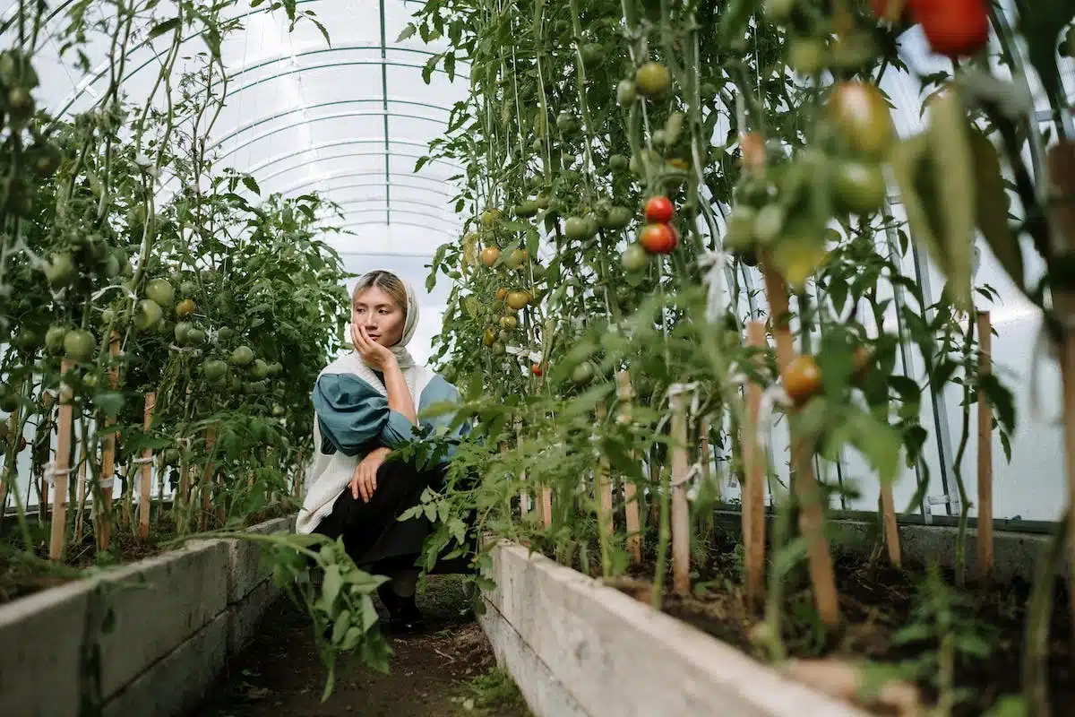 potager  légumes