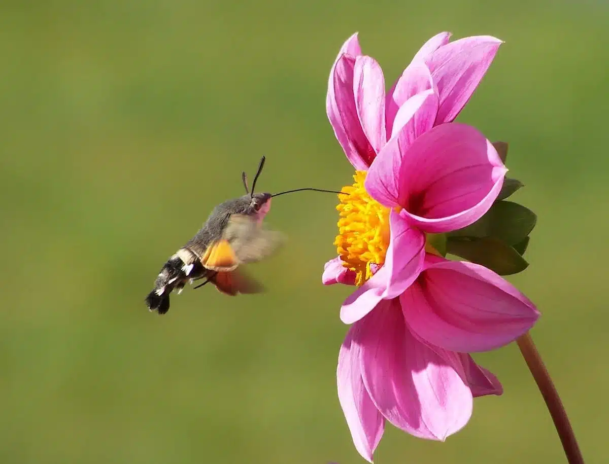 fleurs pollinisateurs