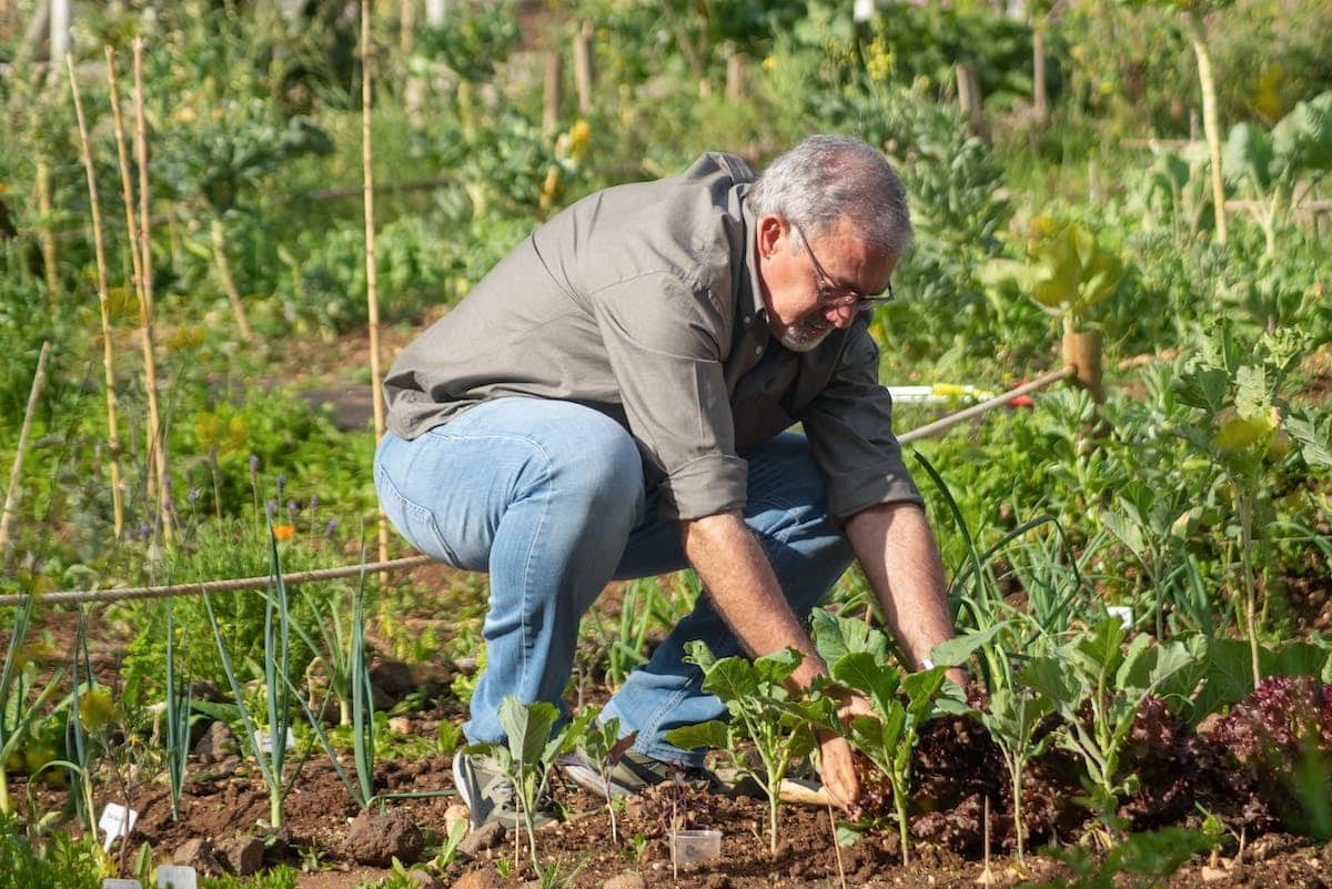 potager  restreint