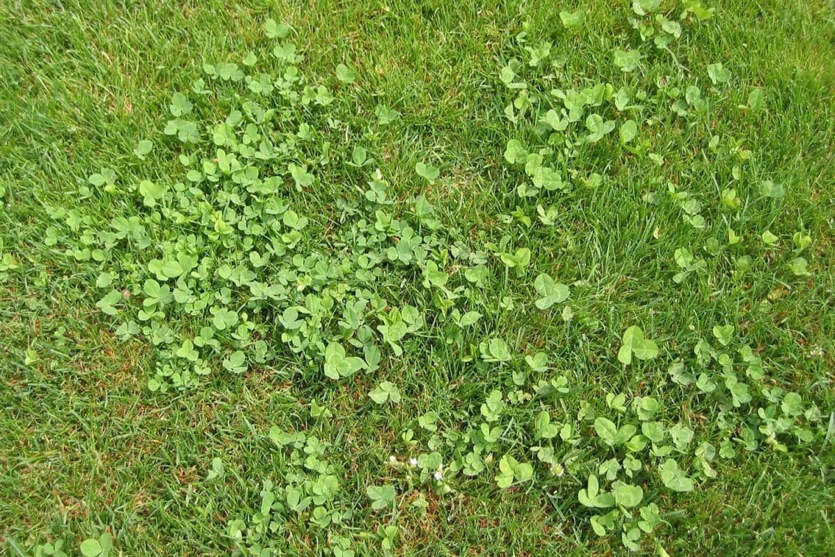 herbes qui poussent dans le gazon