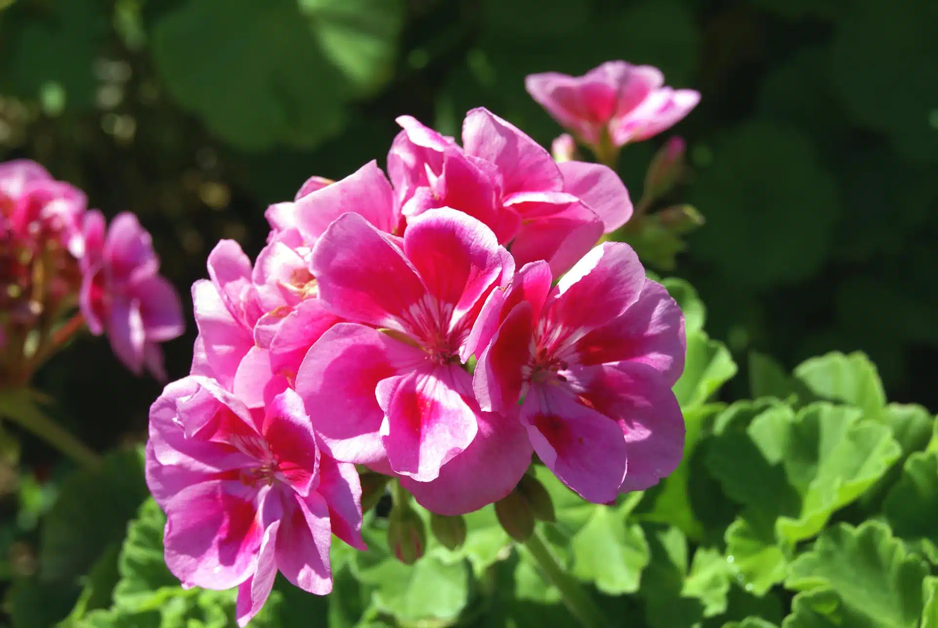 Pelargonium Grandiflorum