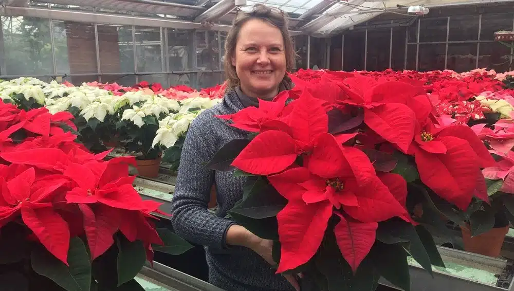 Les astuces pour faire fleurir votre poinsetia en rouge