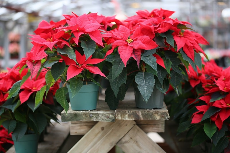 Les astuces pour faire fleurir votre poinsetia en rouge