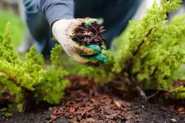 Les travaux d'automne au jardin ce qu'il faut faire
