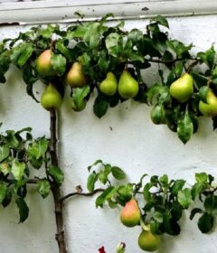 Quel arbre planter contre un mur