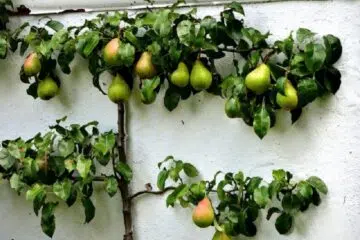 Quel arbre planter contre un mur
