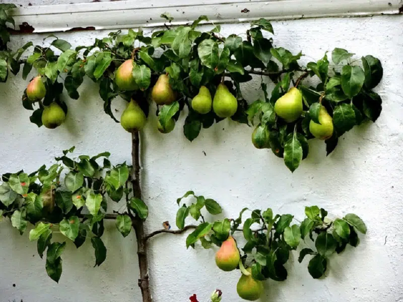 Quel arbre planter contre un mur