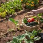 Quelles plantes aromatiques mettre dans son carré potager