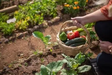 Quelles plantes aromatiques mettre dans son carré potager