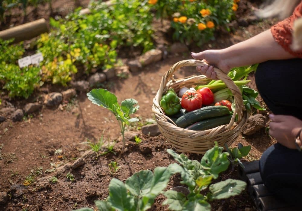 Quelles plantes aromatiques mettre dans son carré potager