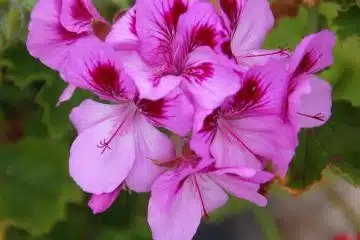 Pelargonium Grandiflorum
