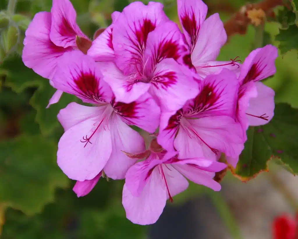 Pelargonium Grandiflorum