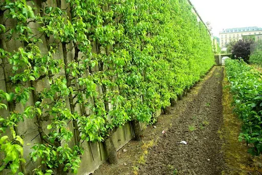 arbre contre le mur